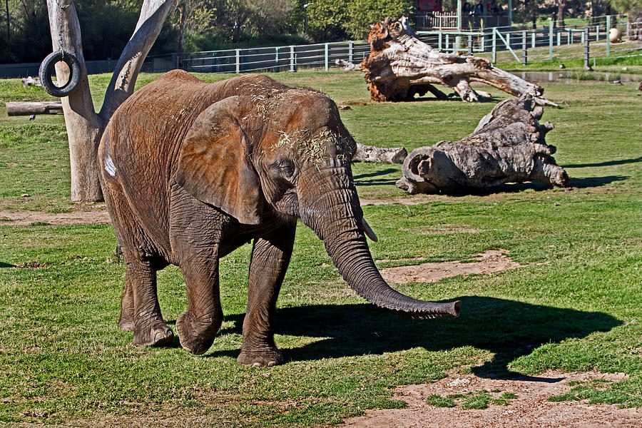 African Elephant Photograph - Cuddles searching for snacks by Miroslava Jurcik