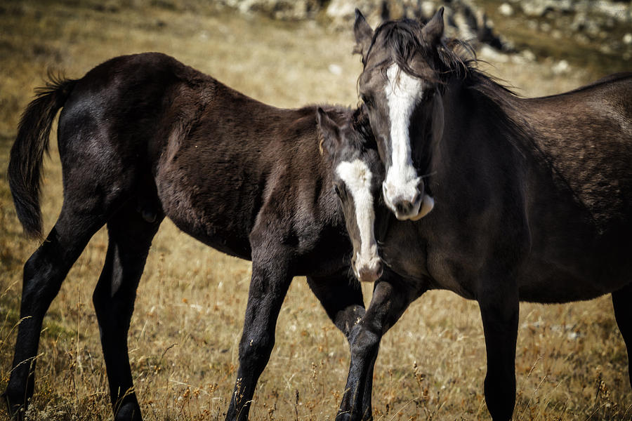 Cuddling - Pryor Mustangs Photograph by Belinda Greb