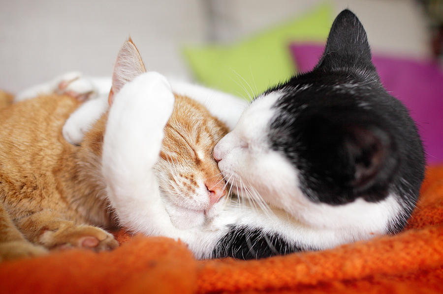 Cuddly Cat Couple Kissing Photograph by Marcel ter Bekke