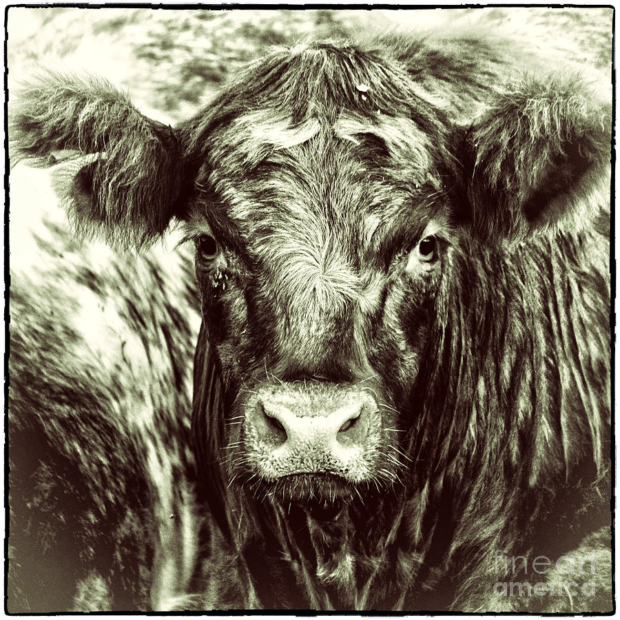Cuddly Cow Photograph by Mandy Jervis - Fine Art America