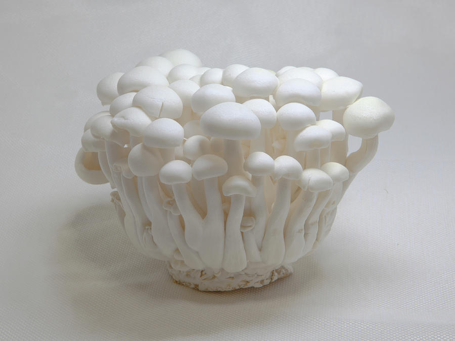 Cultivated White Mushroom Photograph by Digipub