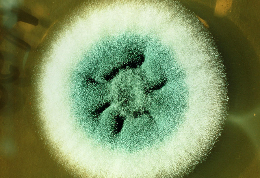 Nature Photograph - Culture Of Aspergillus Fumigatus Fungus by Science Photo Library