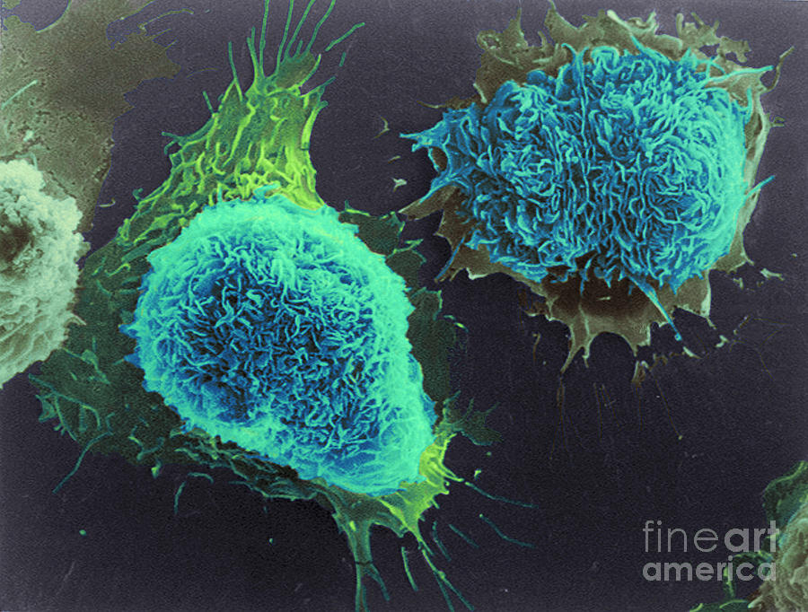 Science Photograph - Cultured Cells, Sem by Science Source