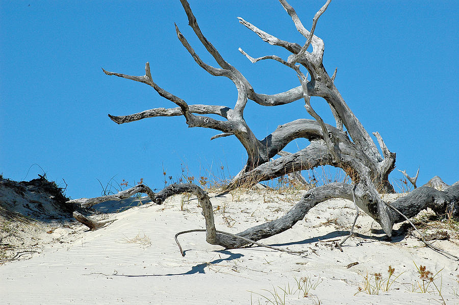 Cumberland Island Bare Tree Photograph by Bruce Gourley