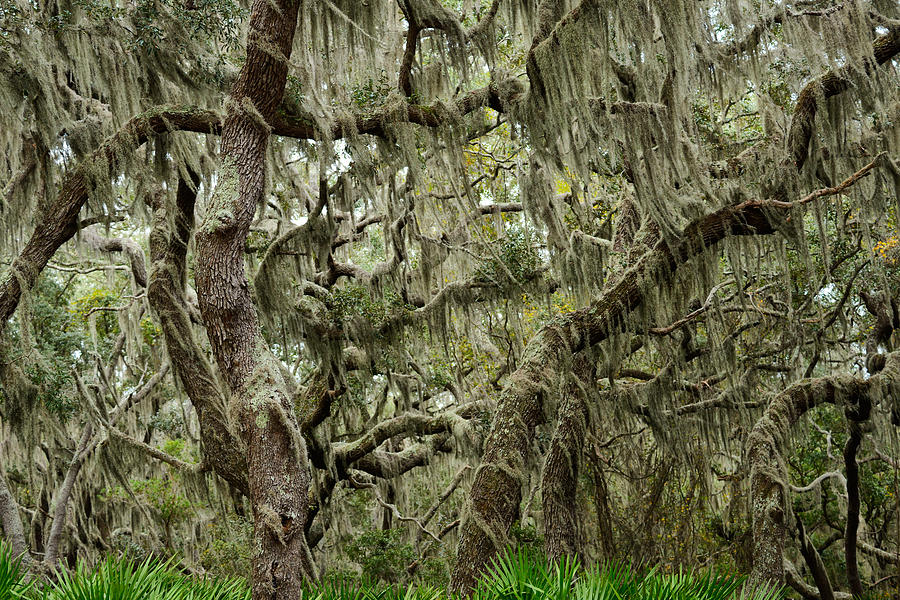 Nature Photograph - Cumberland Island Forest by Christian Heeb