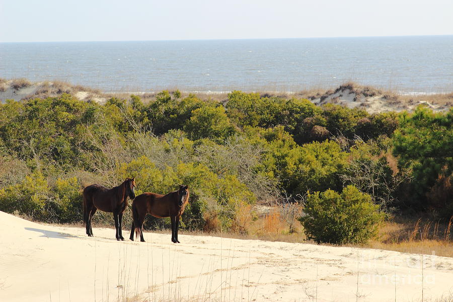 Sand Duned Horses Photograph by Andre Turner