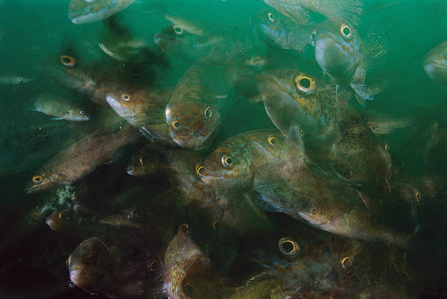 Cunner Fish Nova Scotia Photograph by Scott Leslie