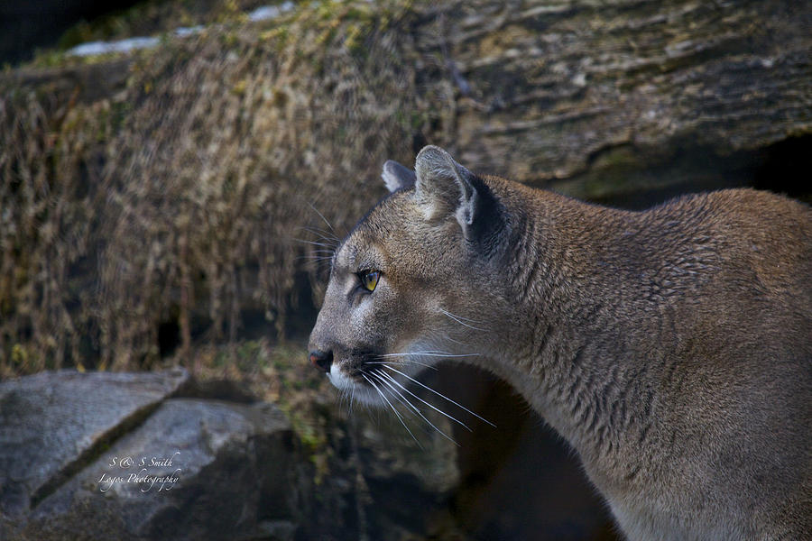 Cunning and Crafty Cougar Photograph by Steve and Sharon Smith