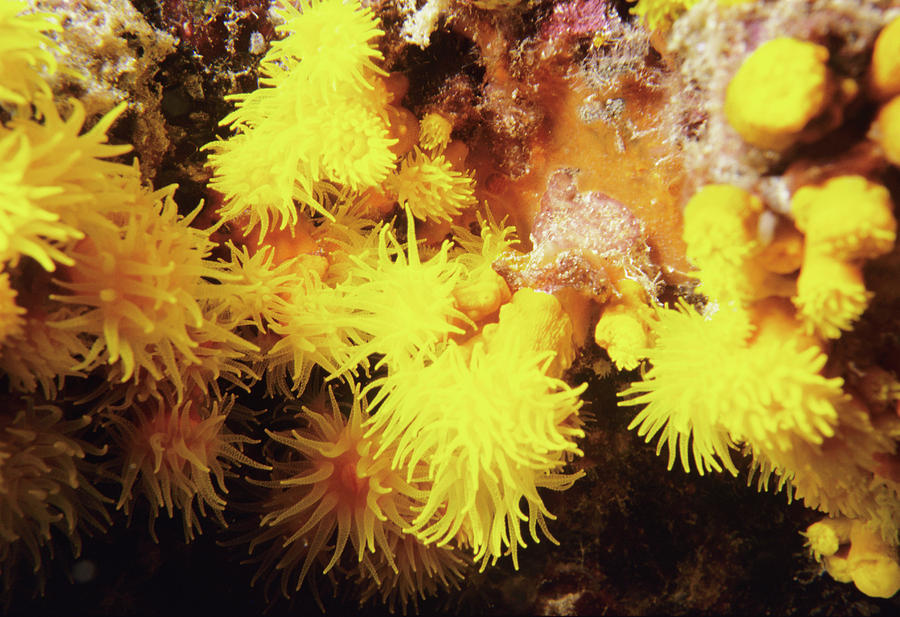Cup Coral Polyps Photograph by Lionel, Tim & Alistair/science Photo Library
