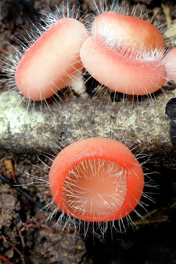 Cup Fungi Photograph by Sinclair Stammers/science Photo Library