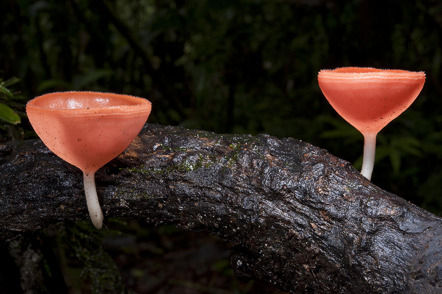 Cup Fungus Yasuni Ecuador Photograph by Pete  Oxford