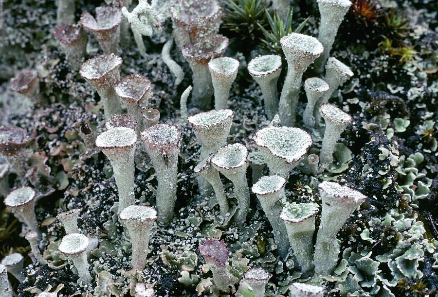 Cup Lichen Photograph by Perennou Nuridsany Cup Lichen Photograph by Perennou Nuridsany