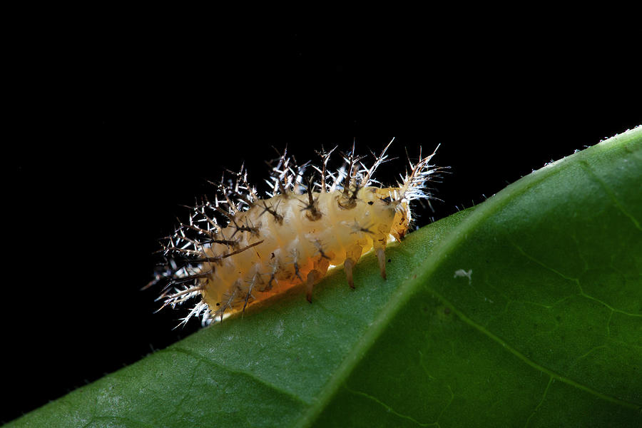 Cup Moth Caterpillar Photograph by Melvyn Yeo