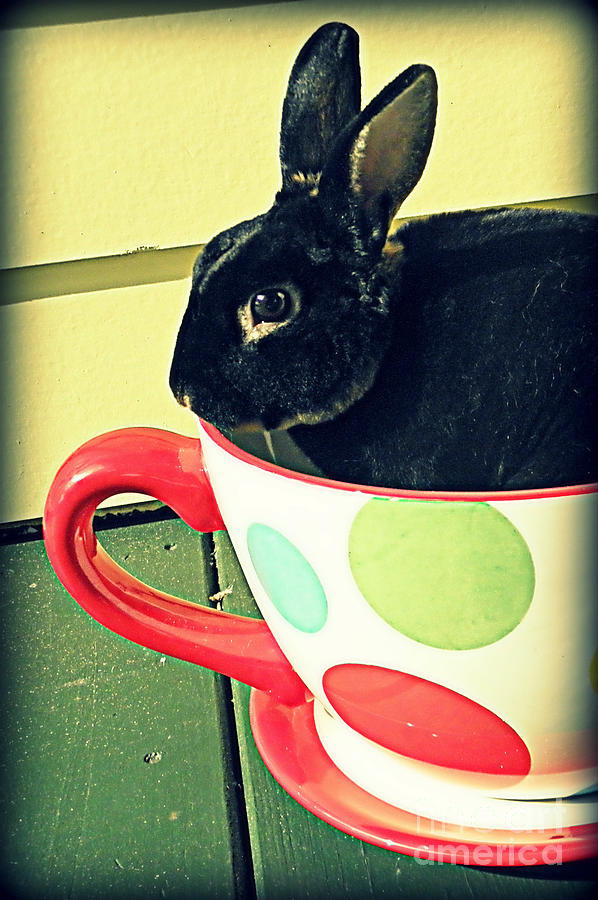 Rabbit Photograph - Cup o Rabbit by Valerie Reeves