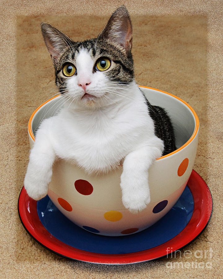 Cat Photograph - Cup O Tilly 1 by Andee Design