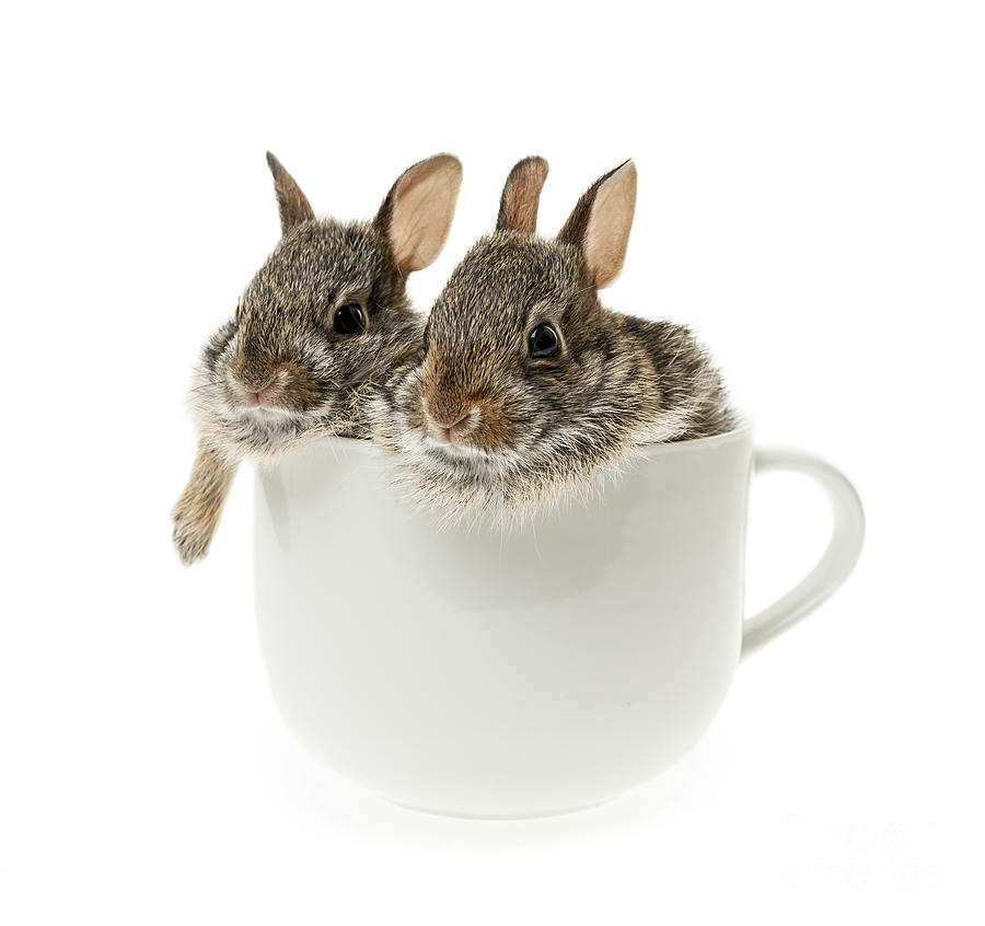 Rabbit Photograph - Cup of bunnies by Elena Elisseeva