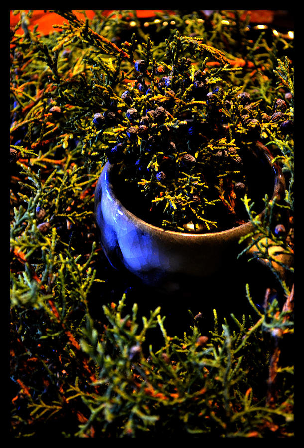 Greenery Photograph - Cup of Cedar Berry by Susanne Still