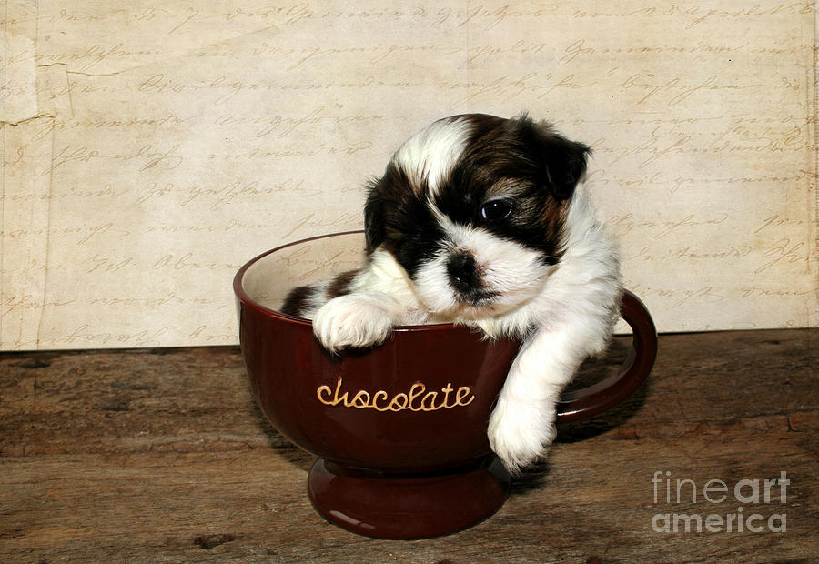 Cup Of Puppy Photograph