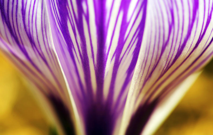 Cup of Stripes crocus Photograph by Marilyn Hunt
