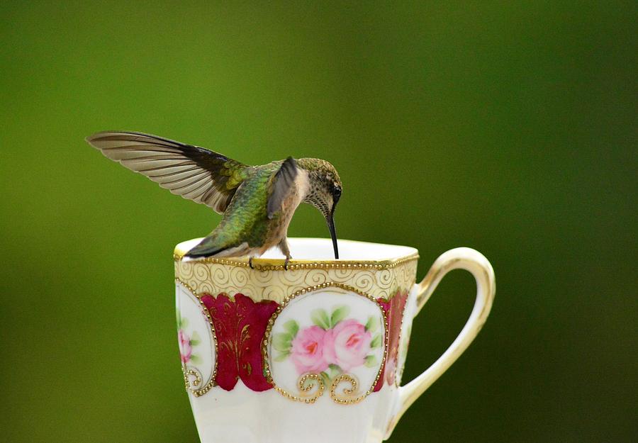 Cup of tea Photograph by Judy Genovese