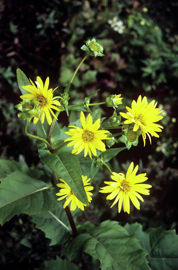 Cup Plant (silphium Perfoliatum) Photograph by Mrs W D Monks/science Photo Library