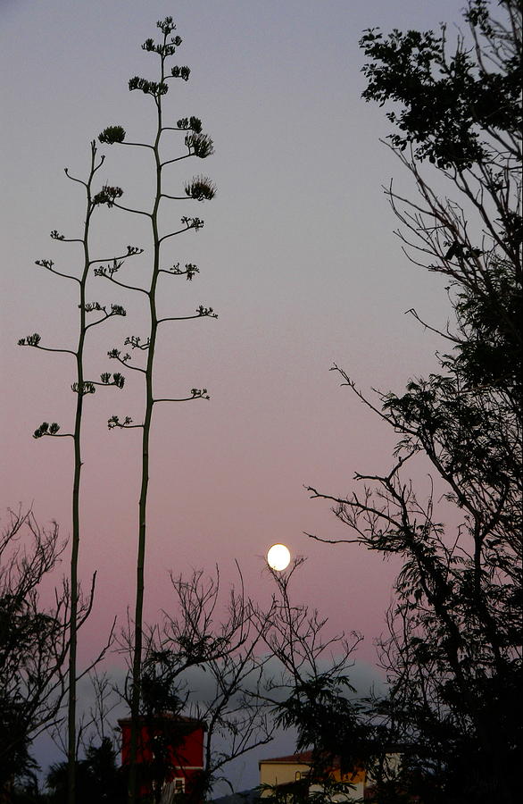 Cupe Coy Moon Photograph by Priscilla Batzell Expressionist Art Studio Gallery Cupe Coy Moon Photograph by Priscilla Batzell Expressionist Art Studio Gallery