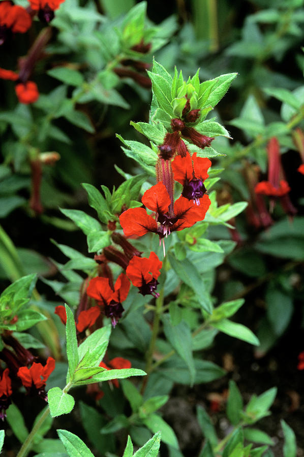 Cuphea Llavea 'georgeia Scarlet' Photograph by Tony Wood/science Photo ...