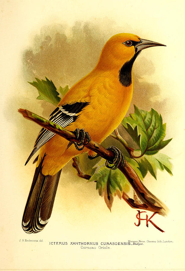 John James Audubon Painting - Curacao Oriole by Dreyer Wildlife Print Collections 