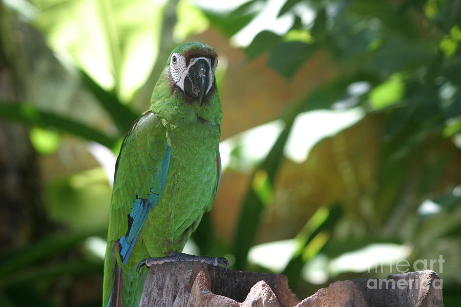 Curacao Parrot Photograph by Living Color Photography Lorraine Lynch