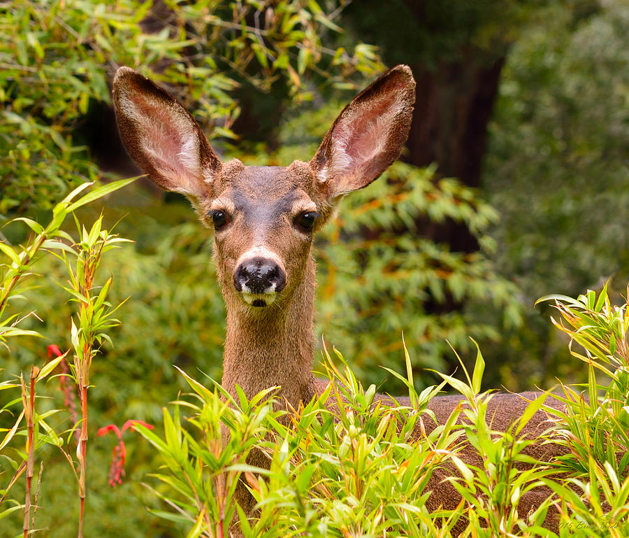 Curiosity Photograph by Brian Tada