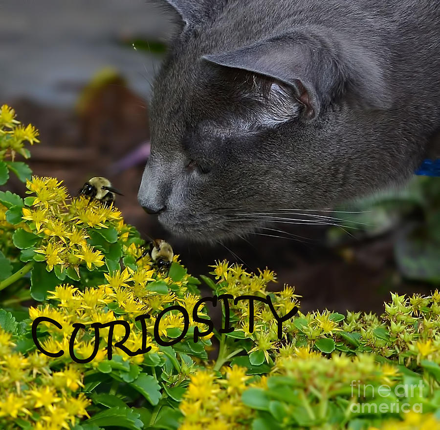 Curiosity Photograph by Judy Wolinsky