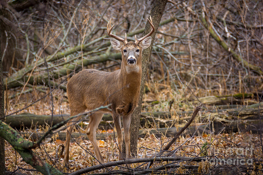Deer Photograph - Curiosity by M Dale