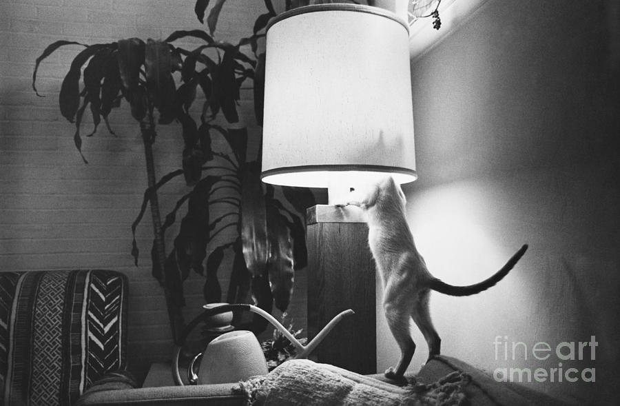 Curiosity Might Kill This Cat Photograph by Lynn Lennon