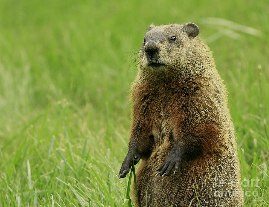 Groundhog Photograph - Curiosity of a Ground Hog by Inspired Nature Photography Fine Art Photography