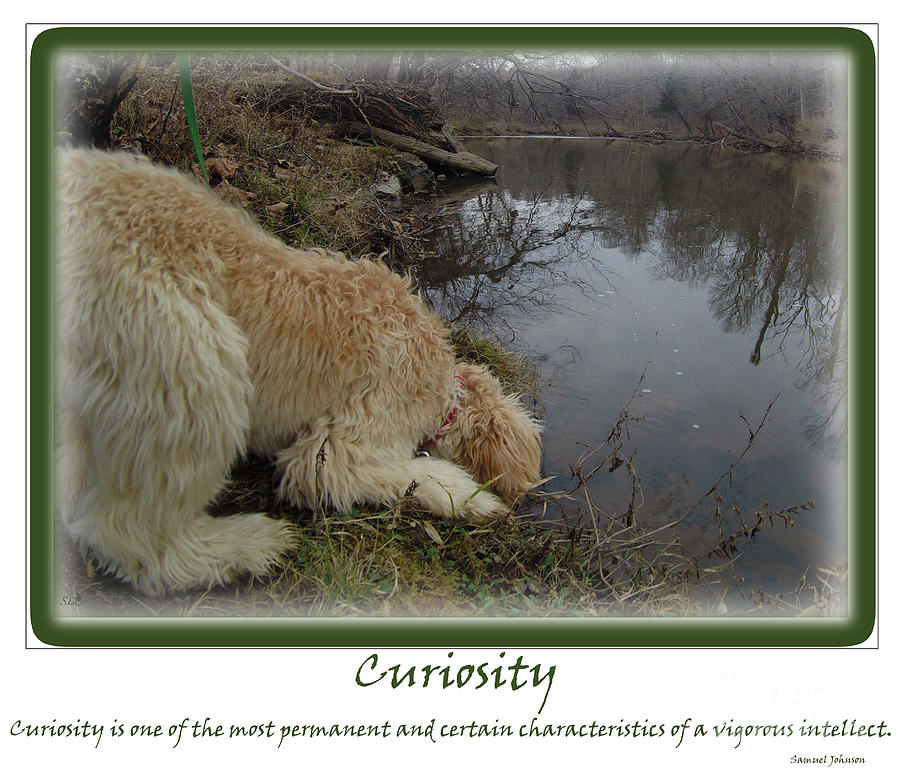 Curiosity of a Puppy Photograph by Sandra Clark