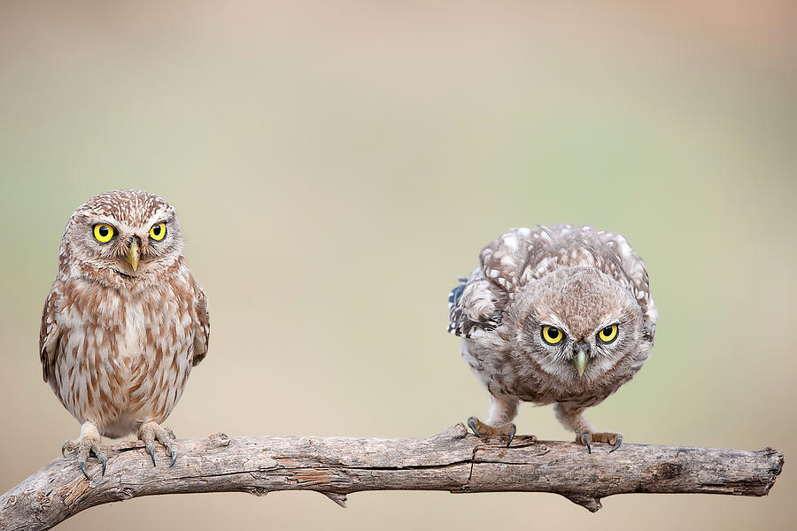 Owl Photograph - Curiosity Of Chick by E.amer
