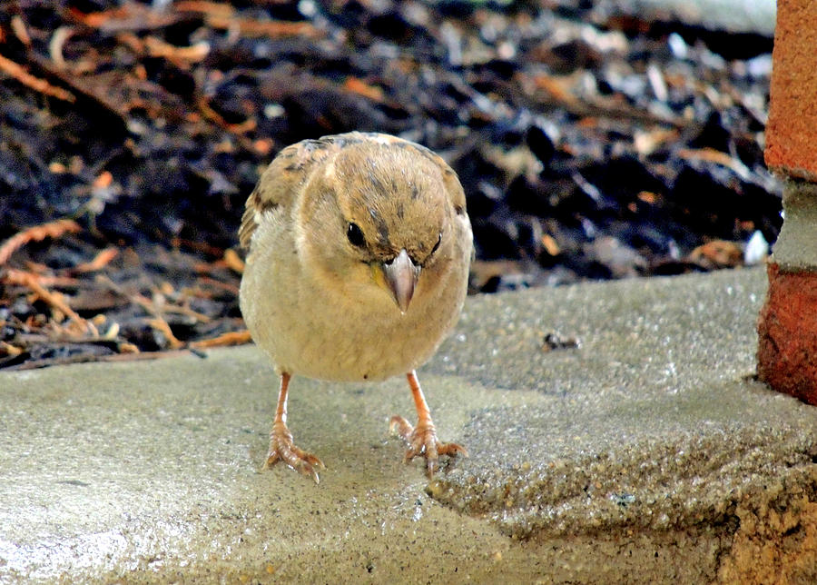Sparrow Photograph - Curiosity by Pamela Rivera