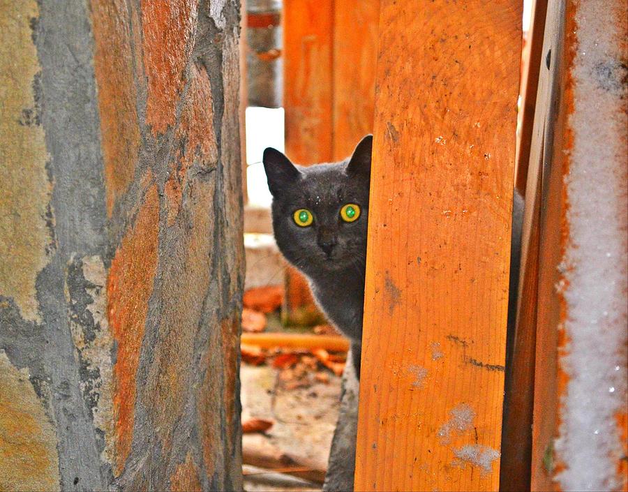 Cat curiosity Photograph by Rumiana Nikolova