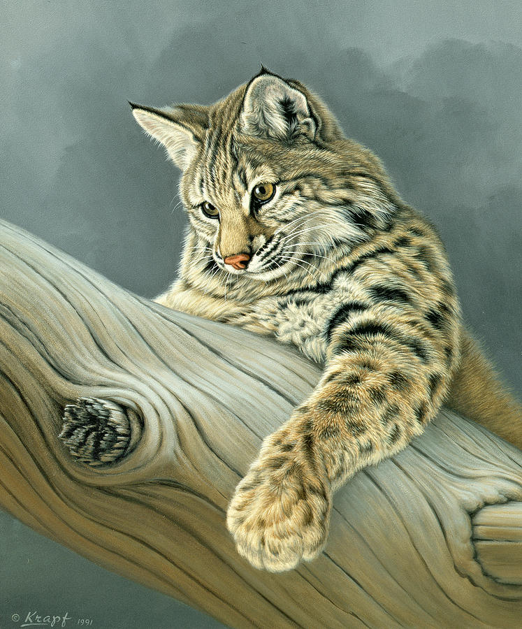 Wildlife Painting - Curiosity - young bobcat by Paul Krapf
