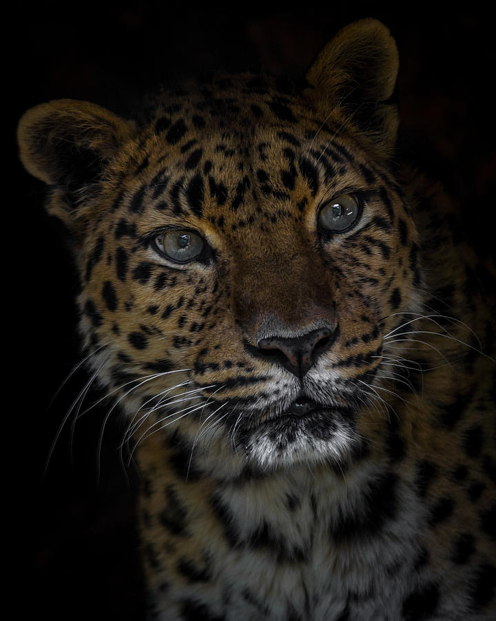 Curious Amur Leopard Photograph by Ernest Echols