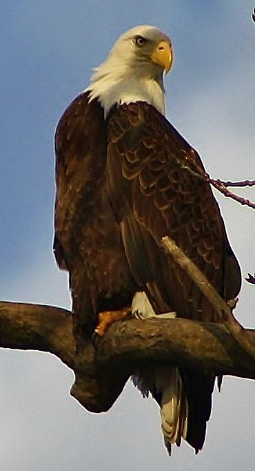 Feather Photograph - Curious Bald Eagle by Bruce Bley