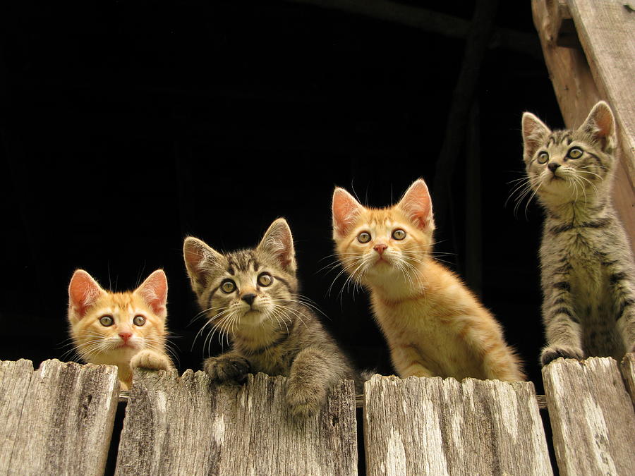 Art Sale Photograph - Curious Barn Kitties by John Irons