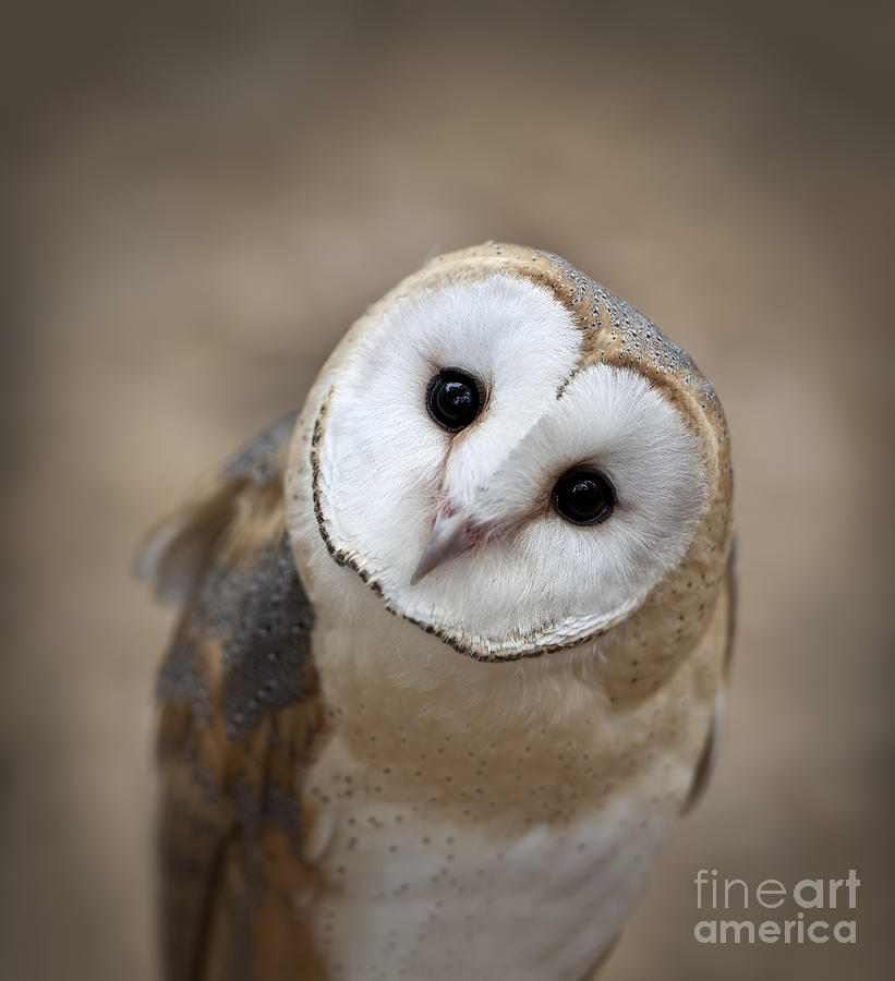 Owl Photograph - Curious Barn Owl Closeup Portrait by Brandon Alms