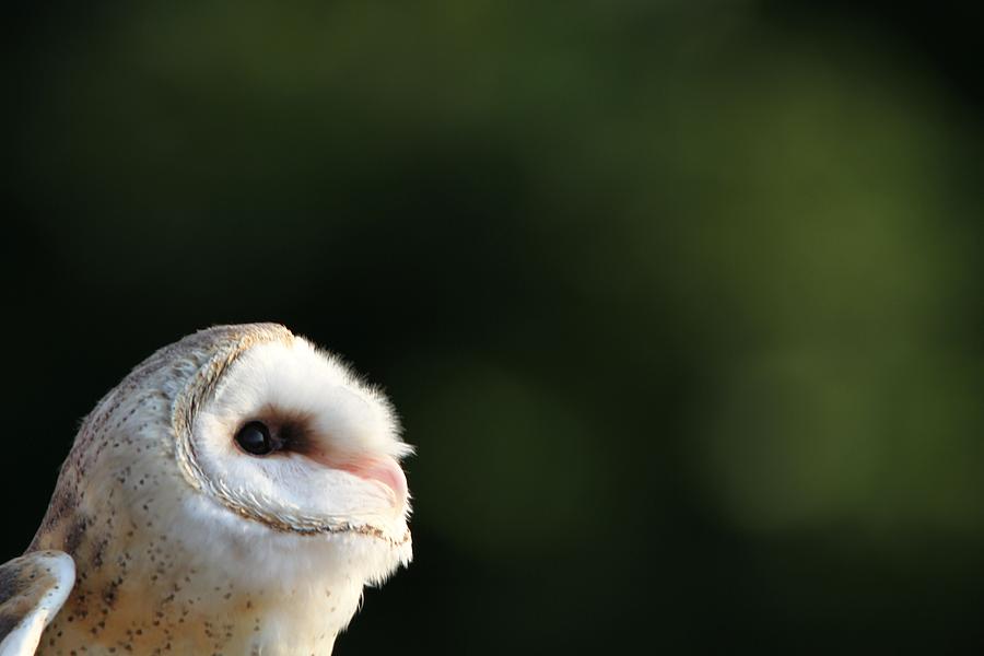 Curious Barn Owl Photograph by Dan Sproul