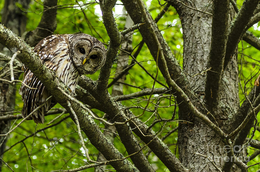 Curious Barred Owl Photograph by Thomas R Fletcher
