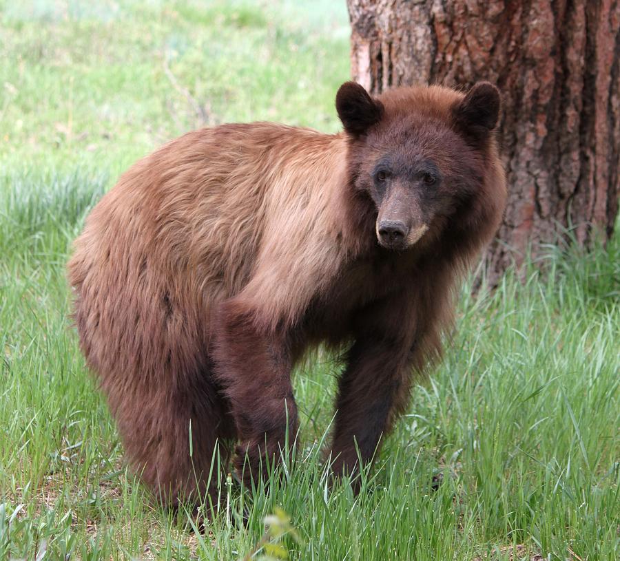 cuddly the curious bear