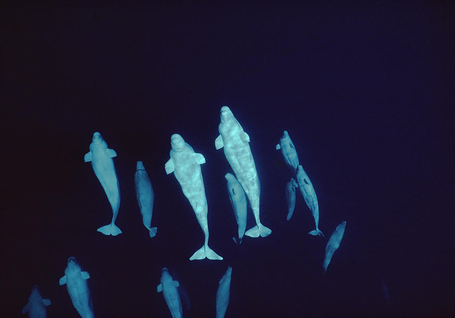 Curious Belugas Lancaster Sound Canada Photograph by Flip Nicklin