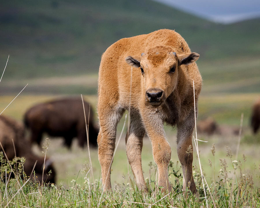 Curious Bison Calf  Photograph by Jack Bell