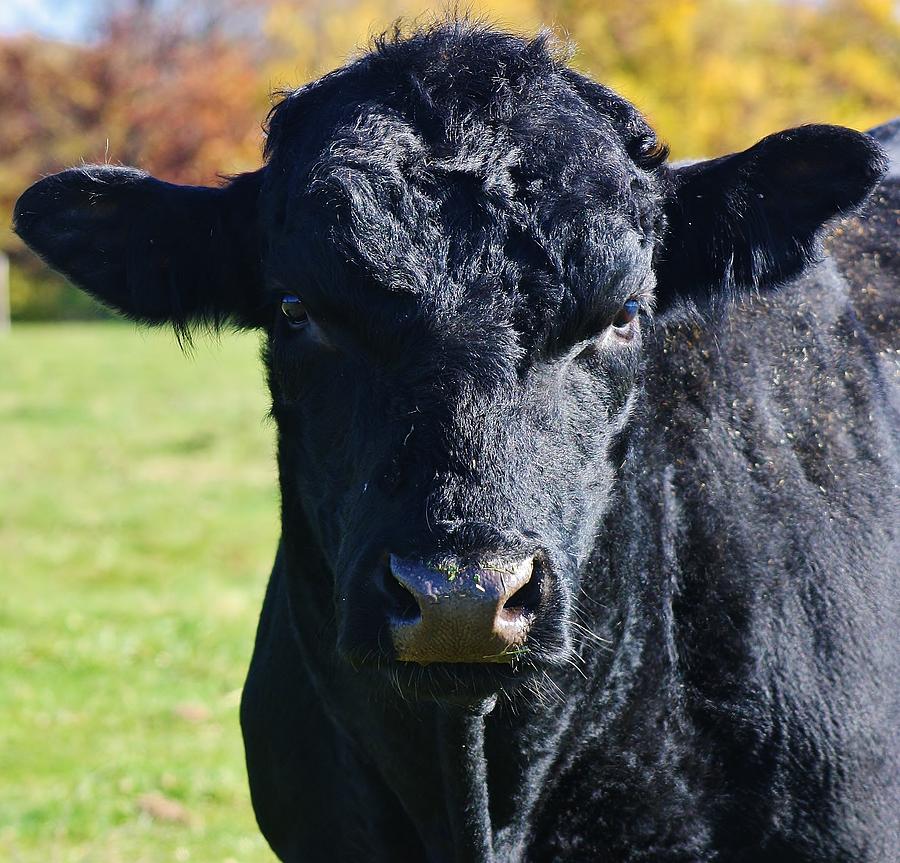 Curious Black Angus Photograph by Bruce Bley