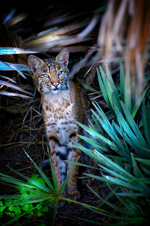Curious Bobcat Photograph by Mark Andrew Thomas